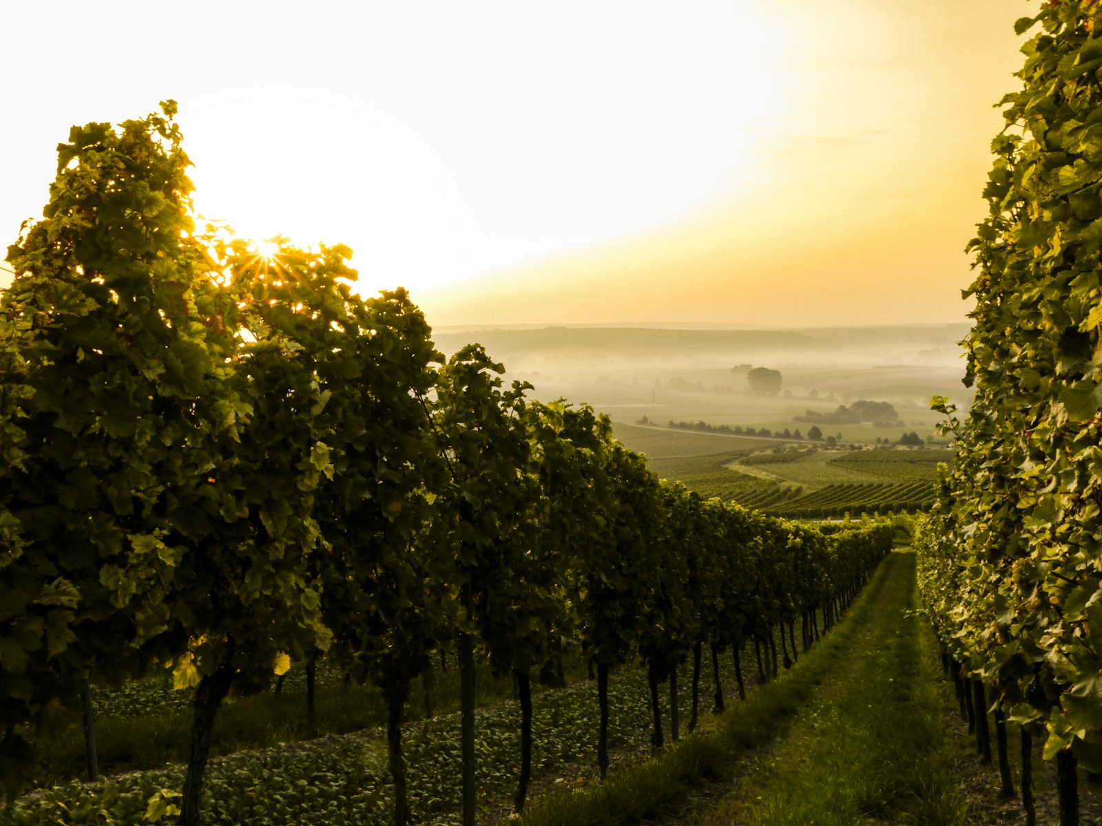 Découverte des vignobles du Cap : un mélange de gastronomie et d’histoire en Afrique du Sud