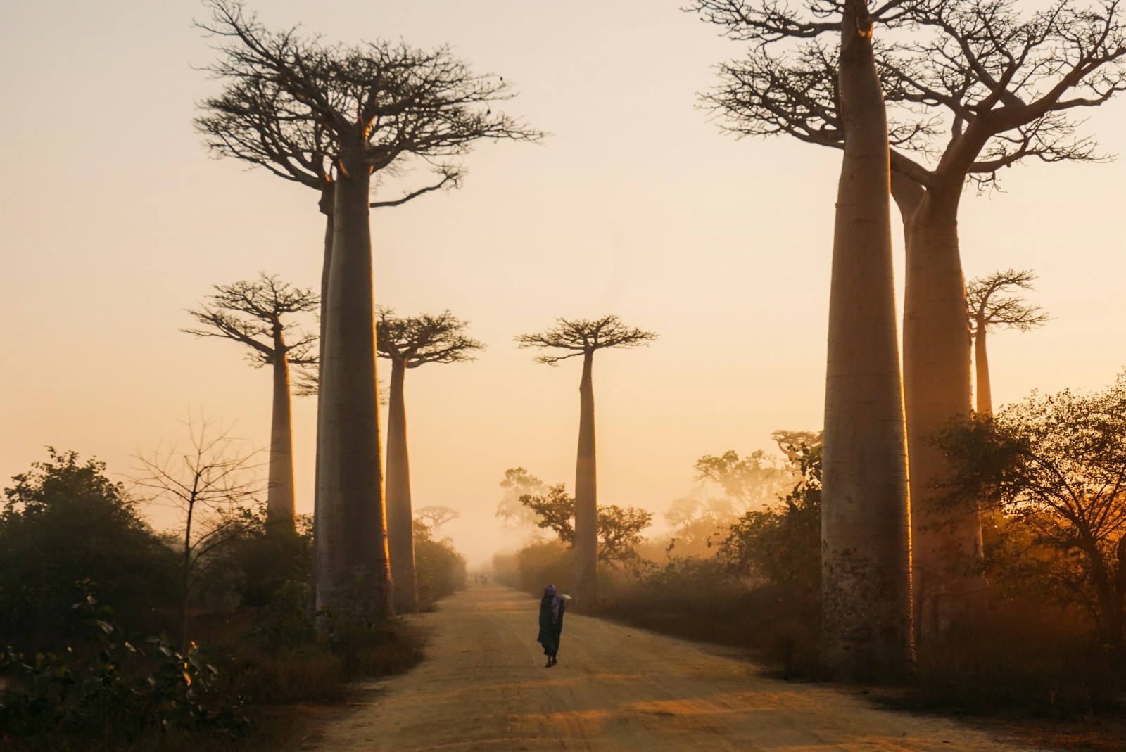 Cap sur Madagascar : un voyage entre terres rouges et forêts de baobabs