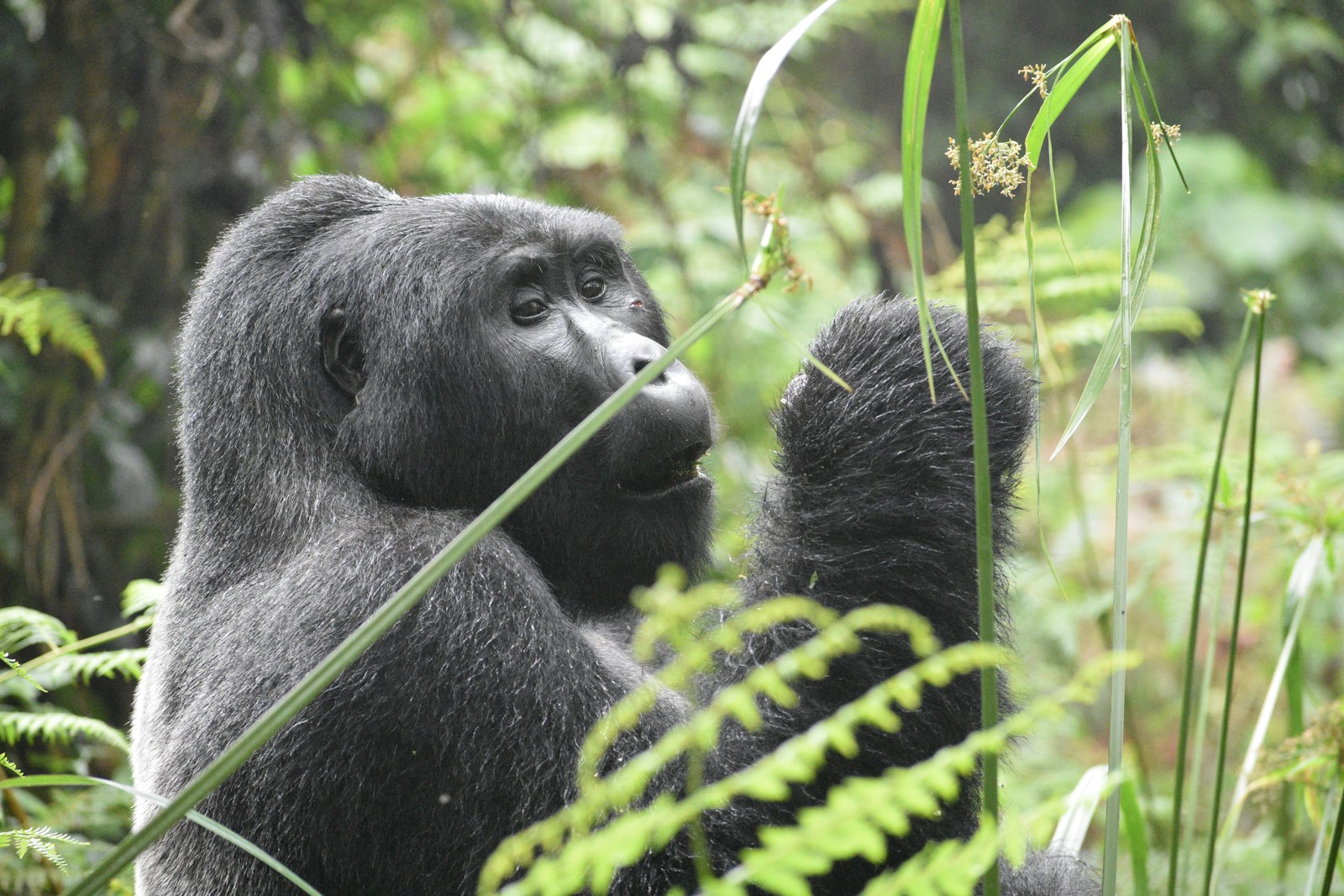 Rencontre émouvante avec les gorilles dans la brume au Rwanda