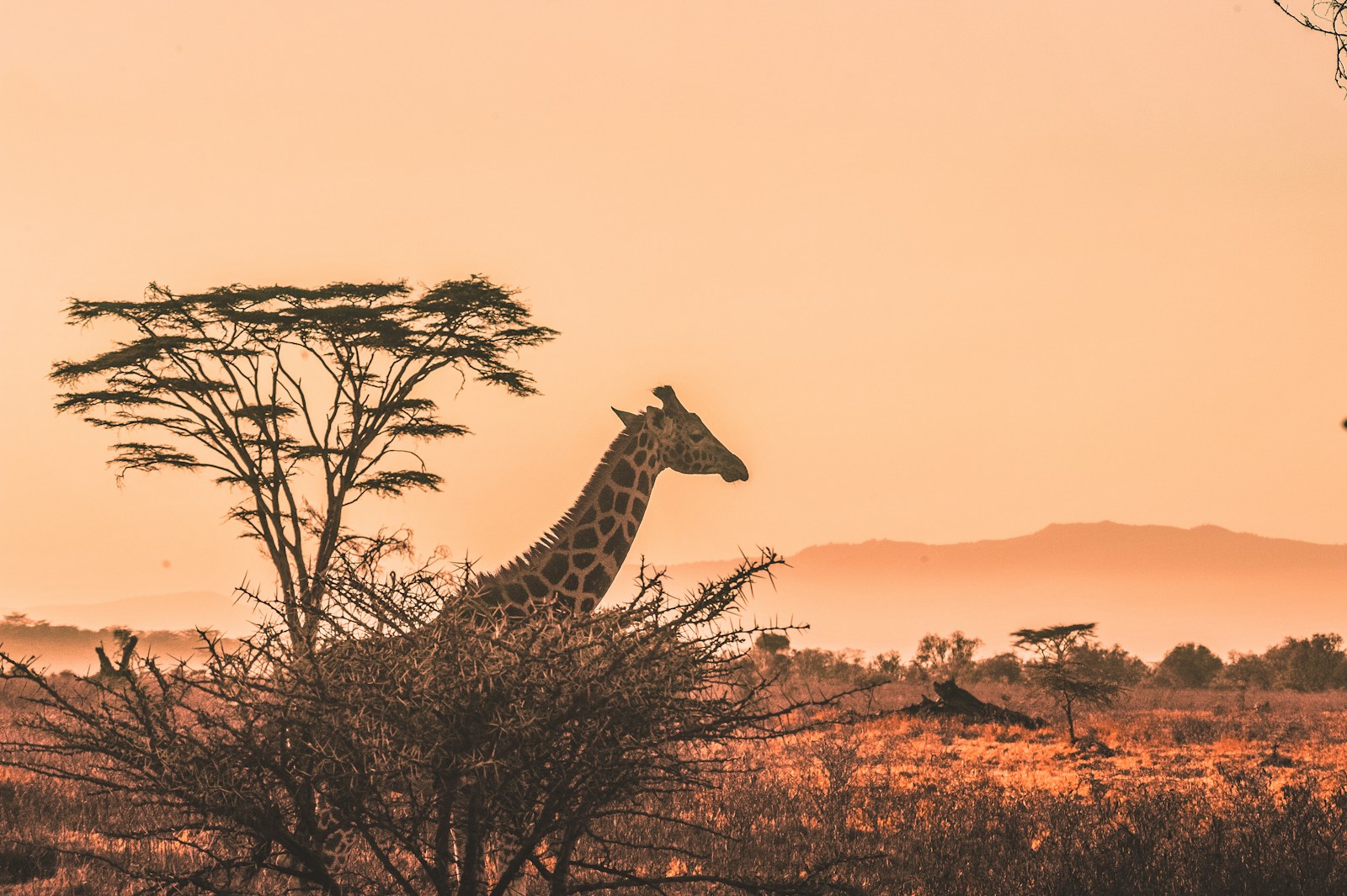 À la découverte d’un safari au Kenya : entre savane et faune sauvage