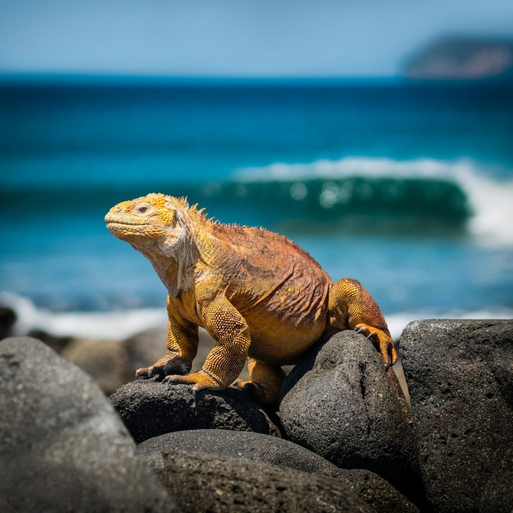 voyage aux iles Galapagos