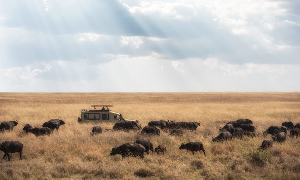 les safaris en Tanzanie