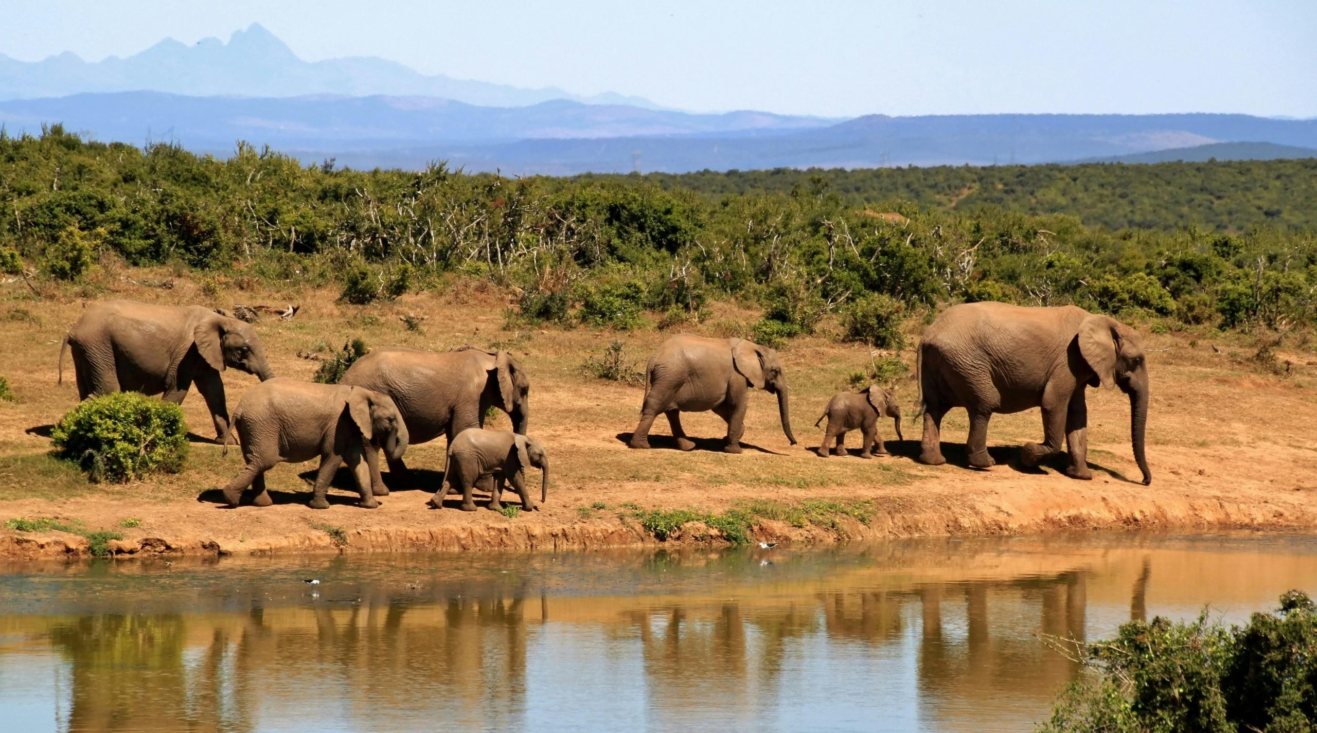 Top 10 des Safaris en Afrique