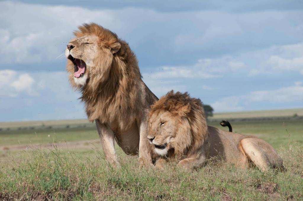 Découvrir les Merveilles du Serengeti : Votre Aventure Tanzanienne Commence Ici